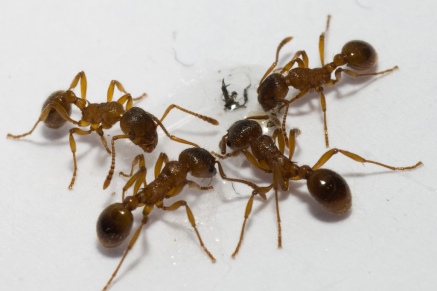 Уничтожение муравьев   в Серпухове 