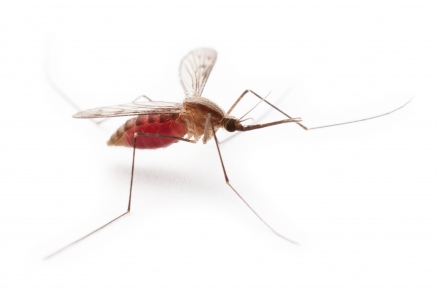 Уничтожение комаров   в Серпухове 