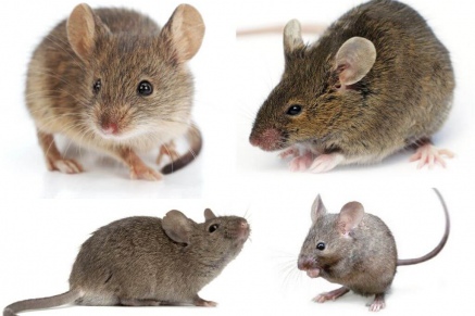 Уничтожение (дератизация) мышей   в Серпухове 
